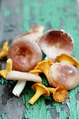 Mushrooms are chanterelles and russules. Against the background of an old board with peeling paint. In the style of country. copy space