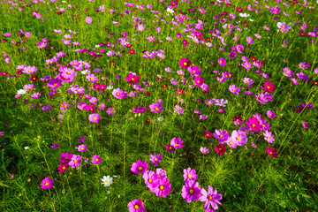 purple cosmos flower field