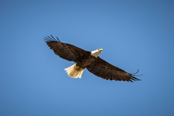 american bald eagle