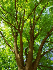 公園の新緑の欅