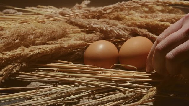 farmer collects fresh brown chicken eggs in chicken coop on farm