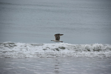 bird flying over waves