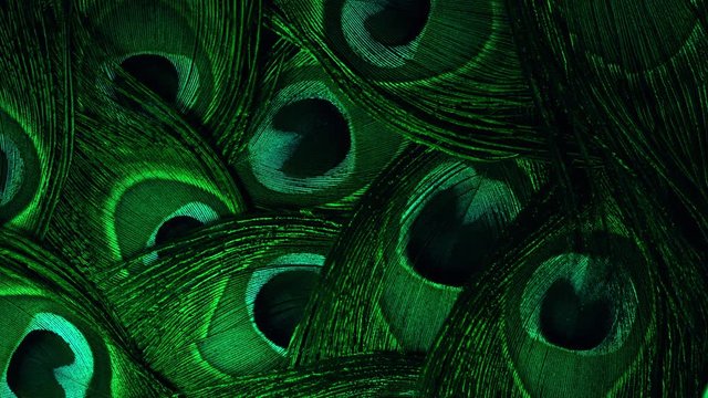Very beautiful peacock feathers. Natural rotating colorful pattern. Green neon light. Macro close-up view. 4k. Can be used as transitions, added to projects