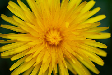Dandelion up close