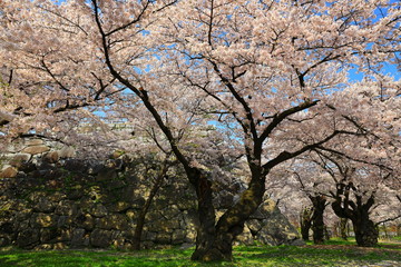 Fototapeta premium 春の岩手公園