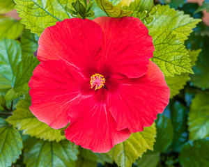 Hibiscus rosa-sinensis, known colloquially as Chinese hibiscus, China rose, Hawaiian hibiscus, rose mallow and shoeblack plant.