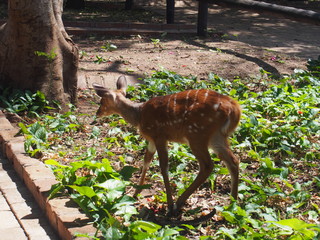 The animals at the campground, Chobe National Park, Botswana