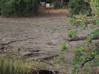 Reptilian animals, Chobe National Park, Botswana