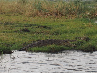 Crocodiles resting by the river, Chobe National Park, Botswana