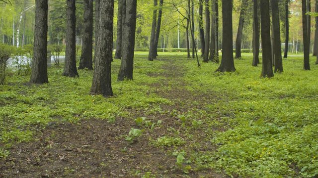 City park at spring day. Fress grass and the tranks of trees. Natural background