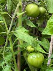 Photo of Fruit of green Tomato Moneymaker