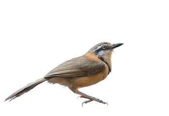 Greater Necklaced Laughingthrush on white background.