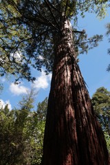 Massive trunk of Giant sequoia, also called Giant redwood or Sierra redwood, latin name Sequoiadendron giganteum, sunbathing in spring clear day sunshine, some clouds visible on blue skies. 