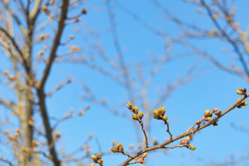 桜　つぼみ　素材