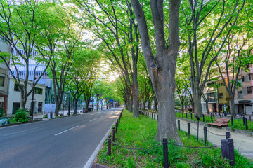 Fototapeta na wymiar 新緑の杜の都　仙台