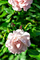 Obraz premium Pink rose in full blooming in Japan