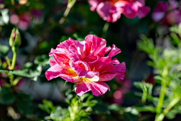 Variegated rose flower in full blooming