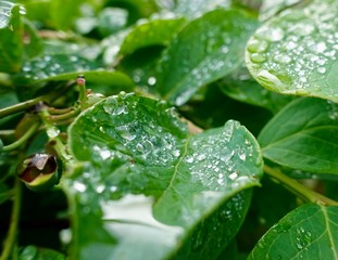 雨の水玉、葉の上でコロコロ