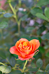 Orange rose in garden in Japan