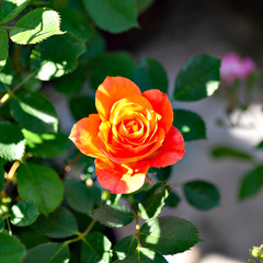 Orange rose in garden in Japan