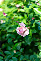 Pink rose in full blooming in Japan