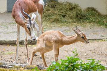 The female mhorr gazelle (Nanger dama mhorr) and its kid. This subspecies is already extinct in the wild, present in captive breeding programs.