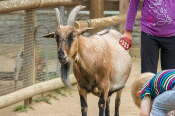Frankfurt German July 28th 2019: the kid is using brush to groom a Cameroon Pygmy Goat in Frankfurt Zoo. 