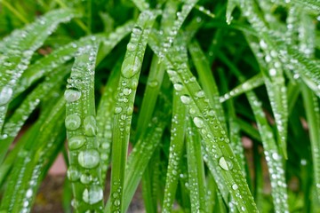 雨の後〜しずく