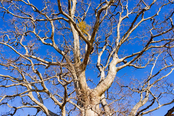 冬の枯れ木