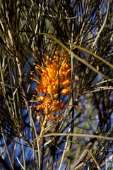 Fototapeta premium Simpson Desert with Yellow Grevilleas.