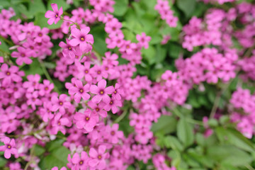 オキザリス。日本の野草。東京都。Pink color flower, Oxalis in grass, spring time Japan 