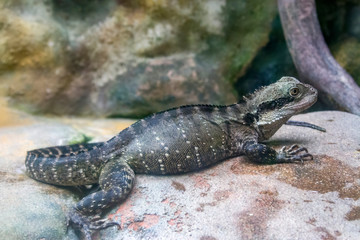 The Australian water dragon (Intellagama lesueurii, formerly Physignathus lesueurii )
