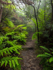 Dense foliage crowds a trail running  through Blue Mountain National Park in New South Wales, Australia. 