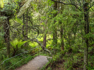 Fototapeta premium Lush green ferns and dense forest undergrowth surround patch running through the Blue Mountain National Park in New South Wales, Australia. 