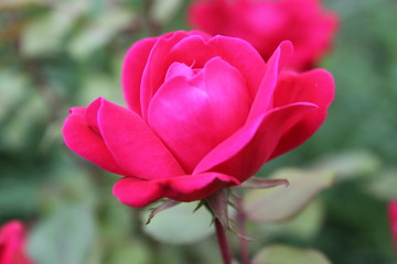 Red Roses in Bloom 2020 5c