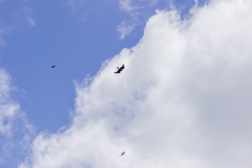 Birds on Sky