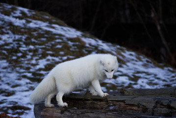 white polar fox in the snow