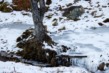 tree in snow with a frozen stream