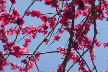 ふっくらとかわいい紅梅