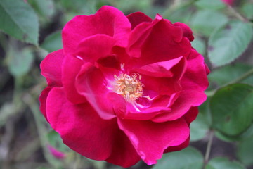 Obraz premium Red Roses 2020 14c