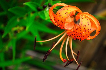 Tiger lily (Lilium lancifolium). In the background are green leaves, a flower close-up. Very beautiful flower. Flower with drops of water. 