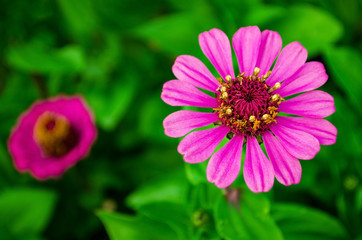 Obraz premium Pink zinnia flowers on a green background. Zinnia Elegans, known as youth-and-age, common or elegant zinnia. Top view.