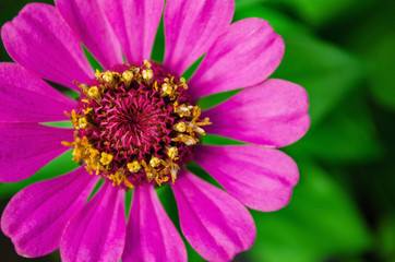 One zinnia flower on a green background. Zinnia Elegans, known as youth-and-age, common or elegant zinnia. Top view.