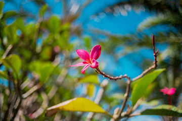 Beautiful plumeria flower. Plumeria Rubra is a deciduous plant species belonging to the genus Plumeria. Flower on a background of leaves and blue sky.