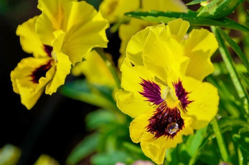Yellow Pansies grow in the garden in the rays of the summer sun. Viola tricolor flowers after rain with drops of water on the petals. Macro. Close-up.