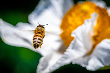 Honey Bee Hovering with Pollen