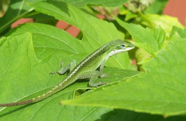 Green tropical anole lizard on leaf in Florida wild, closeup
