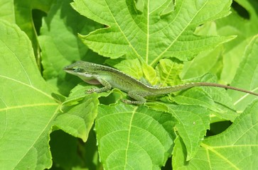 Tropical anole lizard on green leaves in Florida wild, closeup