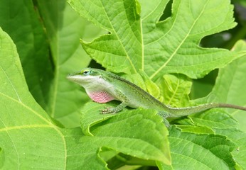  Tropical anole lizard on green leaves in Florida nature, closeup