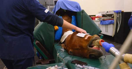 Surgeon taking care of horse in operation theater - Powered by Adobe